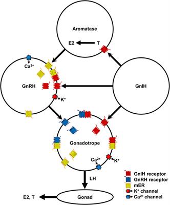 Dual Actions of Mammalian and Piscine Gonadotropin-Inhibitory Hormones, RFamide-Related Peptides and LPXRFamide Peptides, in the Hypothalamic–Pituitary–Gonadal Axis